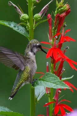 Red Cardinal Flower (Lobelia Cardinalis) - 1 Gallon Pot