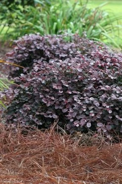 Purple Pixie Loropetalum - 2 Gallon Pot