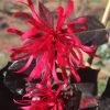 Red Diamond Loropetalum - 3 Gallon Pot