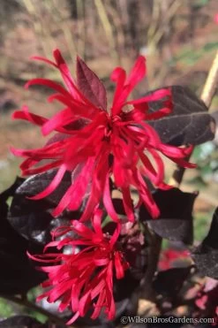 Red Diamond Loropetalum - 3 Gallon Pot