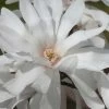 Centennial Star Magnolia - 3 Gallon Pot