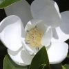 Claudia Wannamaker Southern Magnolia - 7 Gallon Pot (5-6')