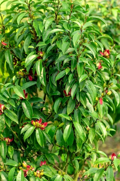 Stellar Ruby Magnolia X Figo - Banana Shrub Hybrid - 2 Gallon Pot - Image 4