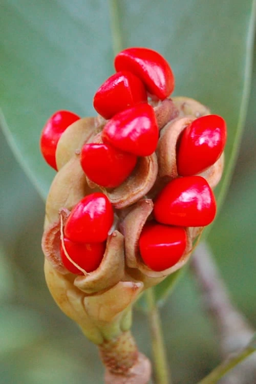 Sweetbay Magnolia - 3-Pack Of 1.5 Quart Pots - Image 6