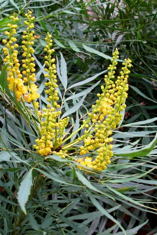 Soft Caress Mahonia - 2 Gallon Pot - Image 7