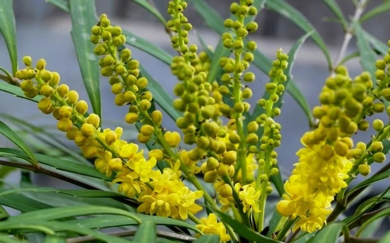 Soft Caress Mahonia - 1 Gallon Pot - Image 5