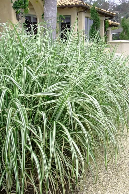 Variegated Maiden Grass - Miscanthus Sinensis 'Variegatus' - 6 Pack Of 1 Gallon Pots - Image 4