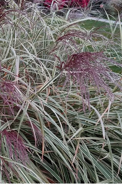 Variegated Maiden Grass - Miscanthus Sinensis 'Variegatus' - 6 Pack Of 1 Gallon Pots - Image 5