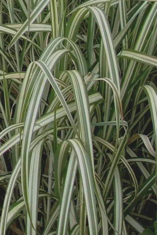 Variegated Maiden Grass - Miscanthus Sinensis 'Variegatus' - 6 Pack Of 1 Gallon Pots - Image 6