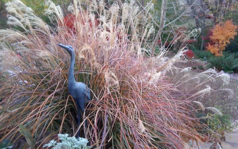 Adagio Dwarf Maiden Grass - Miscanthus Sinensis - 3 Gallon Pot - Image 6