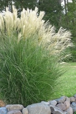Maiden Grass - Miscanthus Sinensis 'Gracillimus' - 3 Gallon Pot