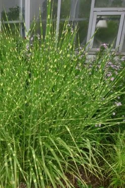 Zebra Grass - Miscanthus Sinensis 'Zebrinus' - 1 Gallon Pot