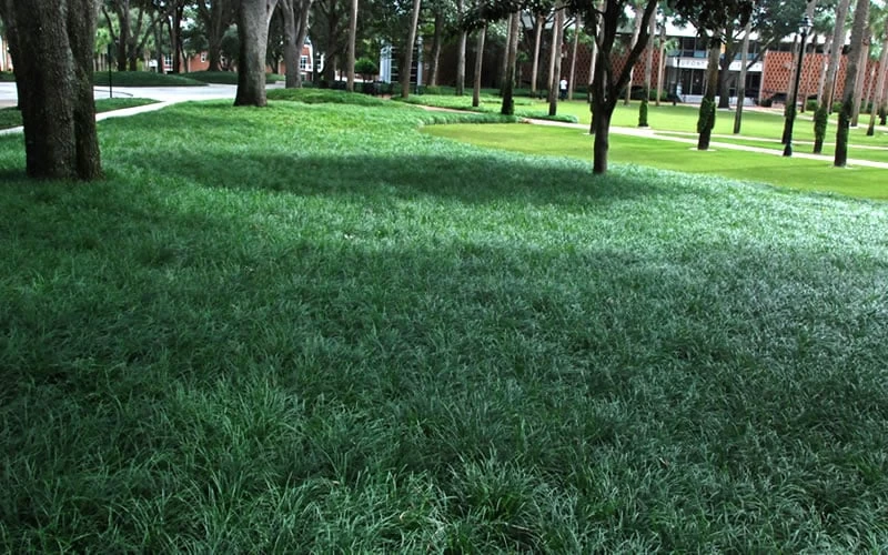 Tall Mondo Grass - 10 Count Flat Of Pint Pots - Image 5