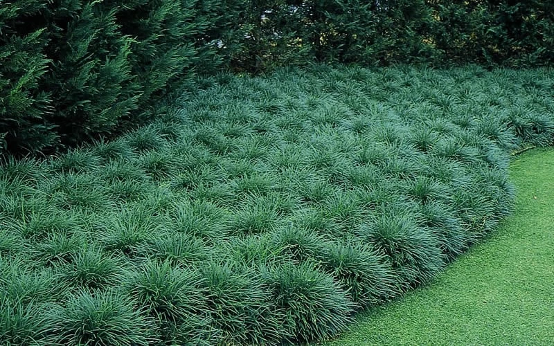 Tall Mondo Grass - 10 Count Flat Of Pint Pots - Image 6