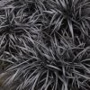 Black Mondo Grass - Ophiopogon Planiscapus 'Nigrescens' - 1 Gallon Pot