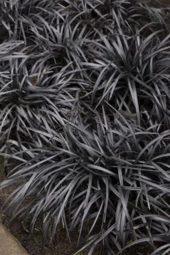 Black Mondo Grass - Ophiopogon Planiscapus 'Nigrescens' - 6 Pack Of 1 Gallon Pots