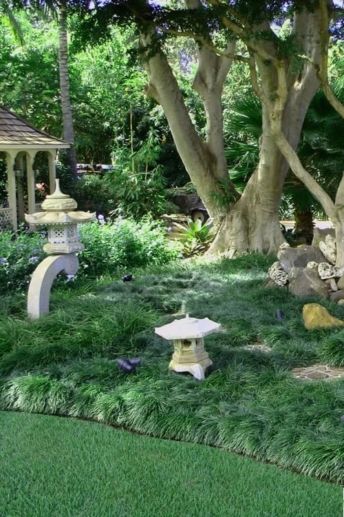 Tall Mondo Grass - 10 Count Flat Of Pint Pots - Image 4