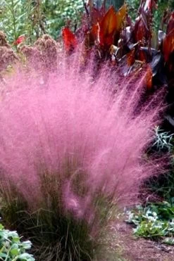 Pink Muhly Grass - Cotton Candy Grass - 1 Gallon Pot