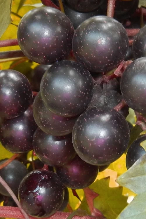 Nesbitt Muscadine Grape Vine - 1 Gallon Pot