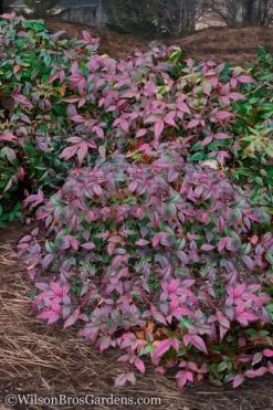 Harbor Belle Dwarf Nandina - 3 Gallon Pot