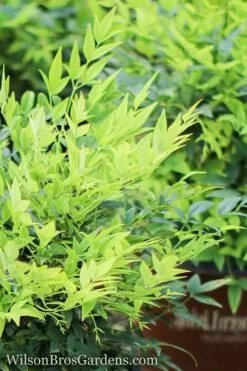 Lemon Lime Nandina - 1 Gallon Pot