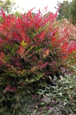 Obsession Nandina - 3 Gallon Pot