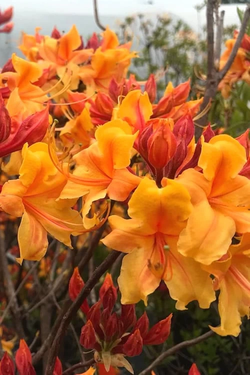 Four Kings Aromi Azalea (Rhododendron Hybrid) - 3 Gallon Pot - Image 5