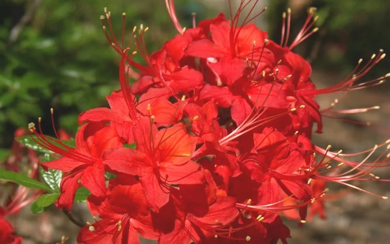 Jack Melton Oconee Red Native Azalea - 3 Gallon Pot - Image 4