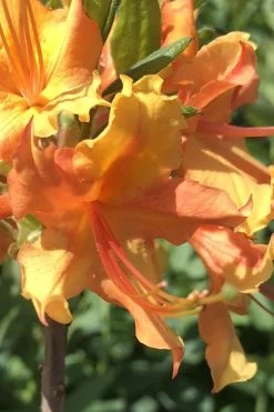 Orange Marmalade Native Azalea - 3 Gallon Pot