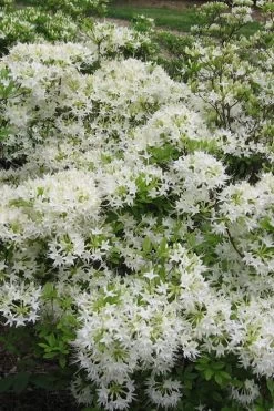 Pete McNees White Native Azalea - Rhododendron Albamanense - 3 Gallon Pot