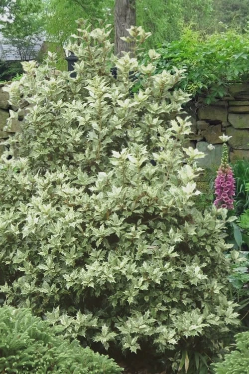 Goshiki Osmanthus (Variegated False Holly) - 7 Gallon Pot - Image 4