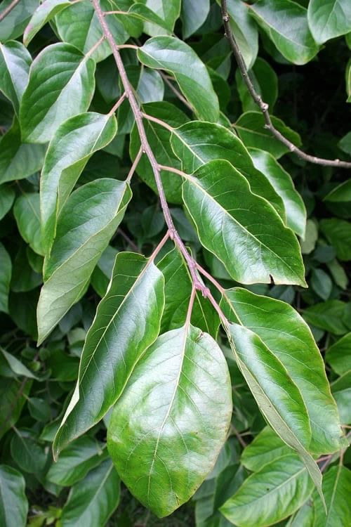 American Persimmon Tree (Diospyros Virginiana) - 1 Gallon Pot - Image 5