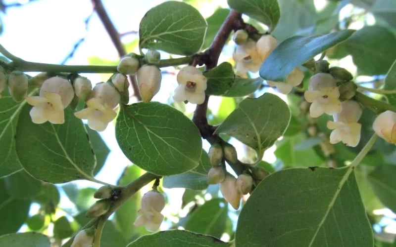 American Persimmon Tree (Diospyros Virginiana) - 1 Gallon Pot - Image 7
