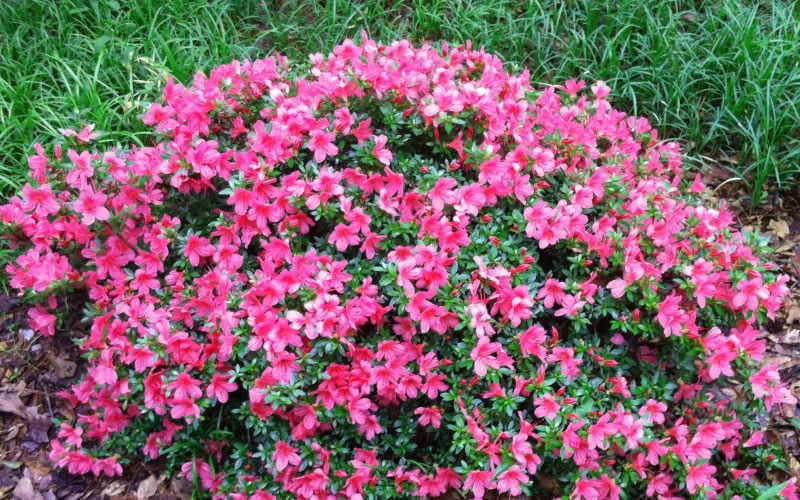 Chinzan Dwarf Azalea - 3 Gallon Pot - Image 4