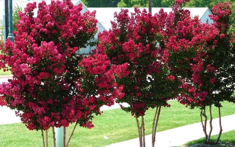 Tonto Red Crape Myrtle - 1 Gallon Pot - Image 6