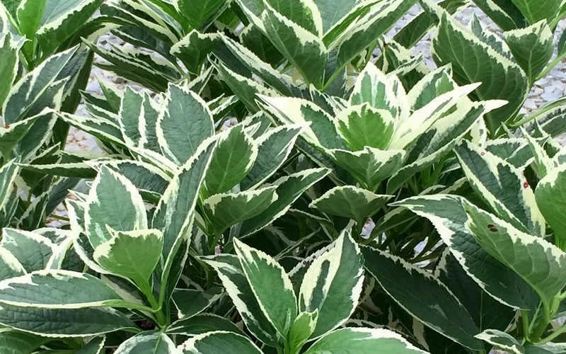 Mariesii Variegated Lacecap Hydrangea - 1 Gallon Pot - Image 4