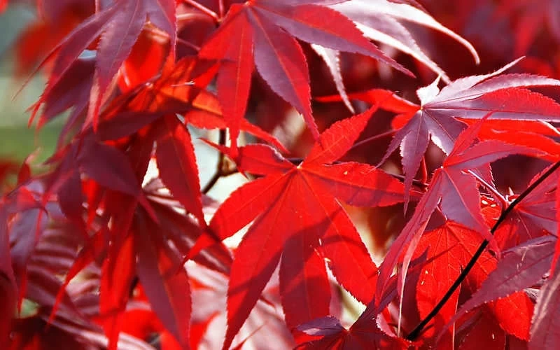 Fireglow Red Leaf Japanese Maple - 2 Gallon Pot - Image 7