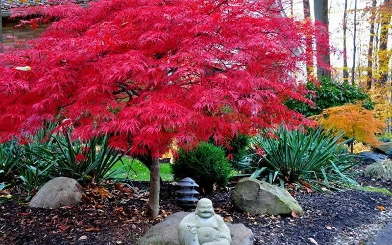 Red Dragon Dwarf Japanese Maple - 5 Gallon Pot - Image 5