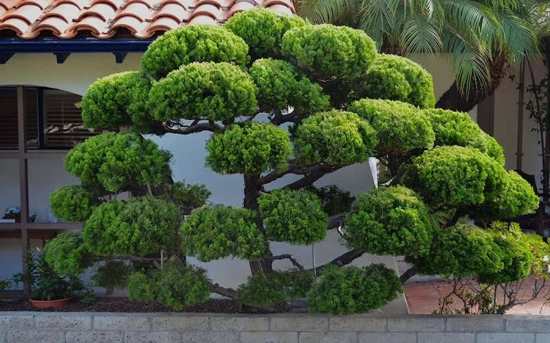 Hollywood Torulosa Juniper - 1 Gallon Pot - Image 6