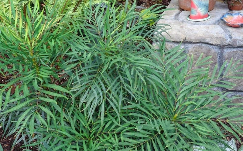 Soft Caress Mahonia - 1 Gallon Pot - Image 6