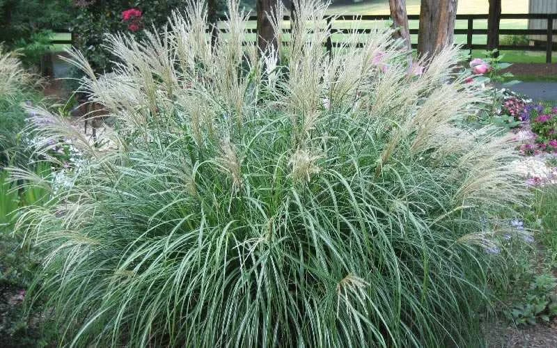 Adagio Dwarf Maiden Grass - Miscanthus Sinensis - 3 Gallon Pot - Image 4