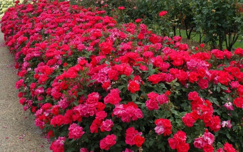 Original Red Knock Out Rose - 1 Gallon Pot - Image 5