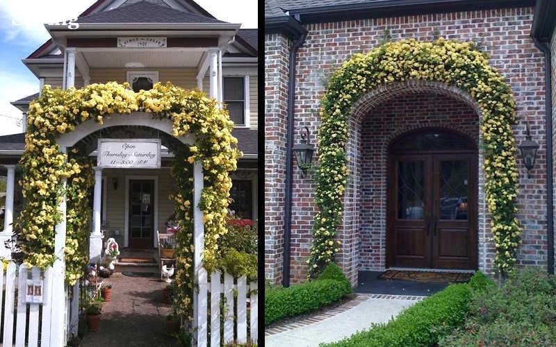 Lady Banks Yellow Rose - 3 Gallon Pot - Image 6