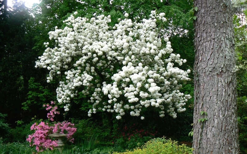 Chinese Snowball Viburnum Bush - 6 Pack Of 1 Gallon Pots - Image 8