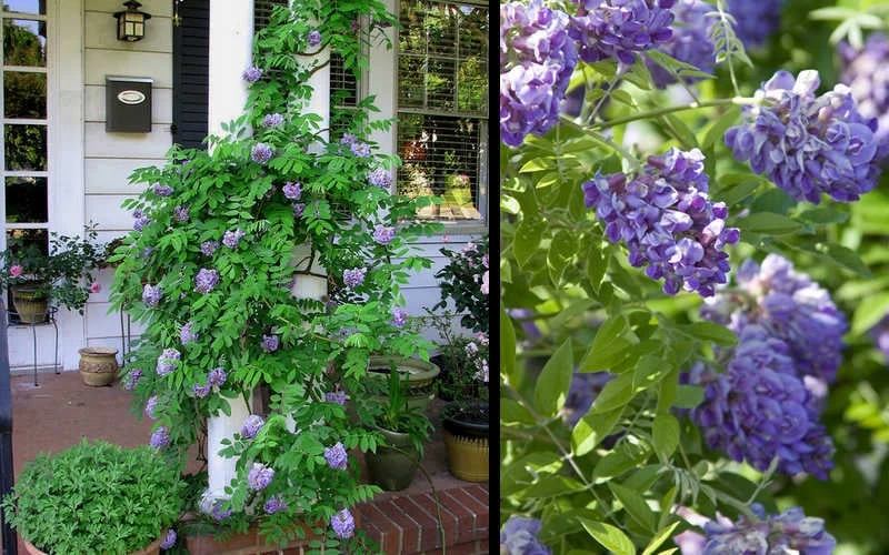 Amethyst Falls Wisteria Vine - 3 Gallon Pot - Image 6