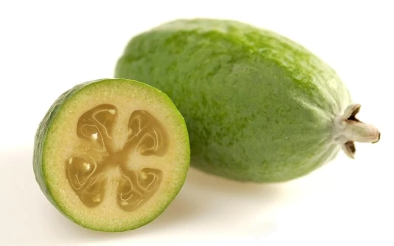 Pineapple Guava -Feijoa Sellowiana - 7 Gallon Pot - Image 9