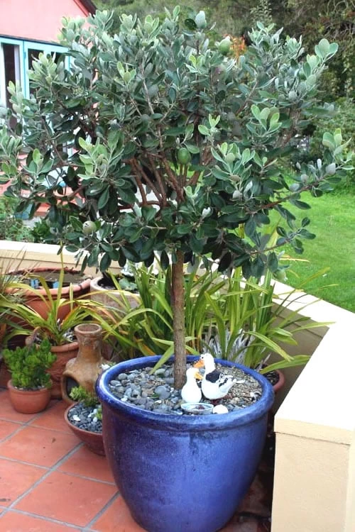 Pineapple Guava -Feijoa Sellowiana - 7 Gallon Pot - Image 6