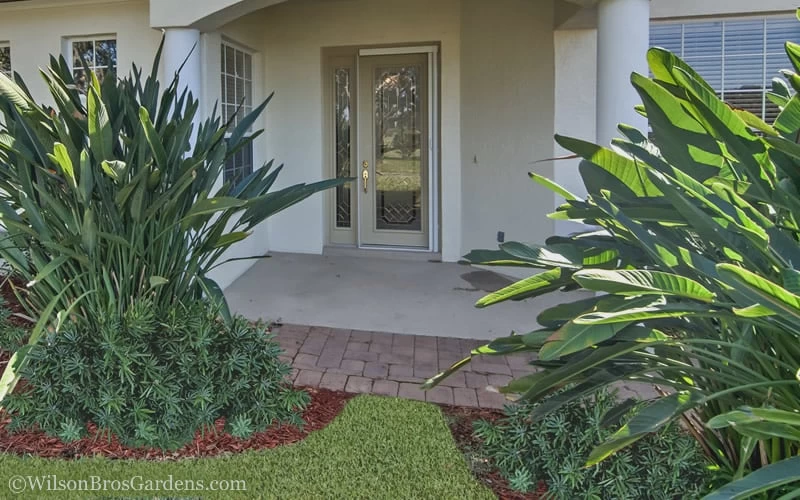 Pringles Dwarf Podocarpus Yew - 3 Gallon Pot - Image 5