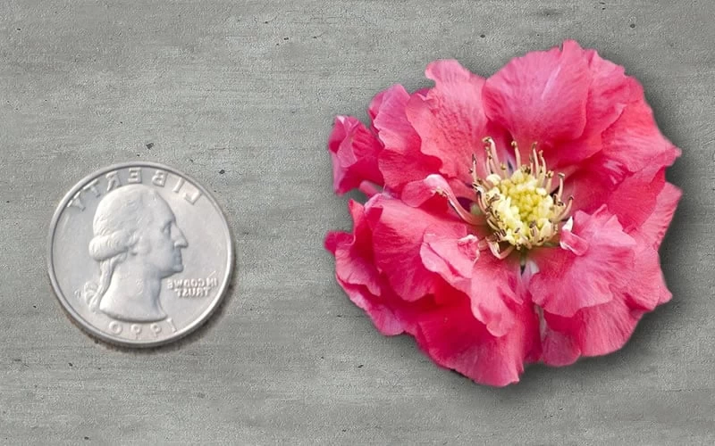 Double Take Pink Storm Flowering Quince - 2 Gallon Pot - Image 4