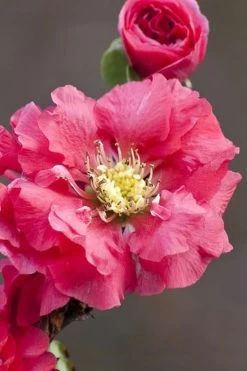Double Take Pink Storm Flowering Quince - 2 Gallon Pot